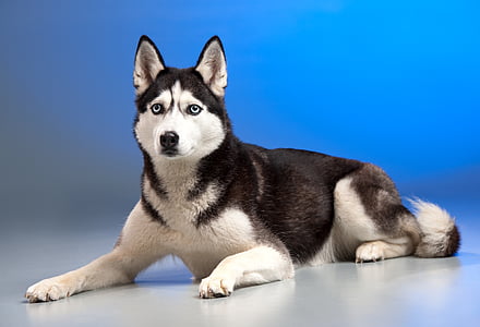 selective focus photography of black Siberian husky thumbnail