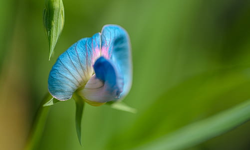 selective focus photo of blue petal flower thumbnail