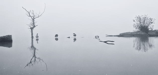 clear still photography of bare tree thumbnail