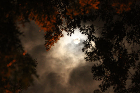 low angle photography of orange petaled flowers during full moon thumbnail