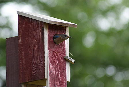 Eastern Bluebird, Leaving Birdhouse thumbnail