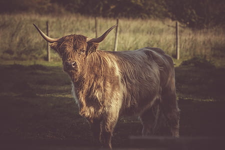 field, animal, countryside, agriculture thumbnail