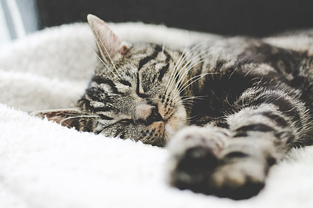 brown tabby cat sleeping on white cloth thumbnail