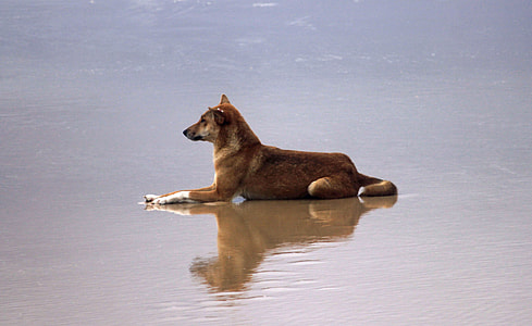 adult brown Canaan lying on seashore during daytime thumbnail