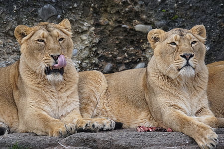 two lioness lying on ground thumbnail