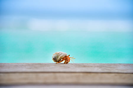 white and orange snail on brown wooden board thumbnail