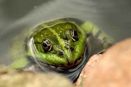 shallow focus photography of green frog in body of water thumbnail