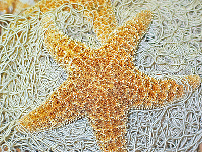brown starfish on gray surface thumbnail