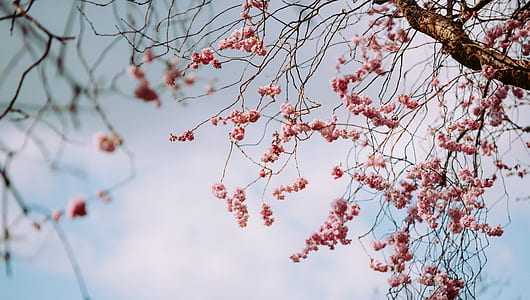 low angle photography of pink cherry blossoms at daytime thumbnail
