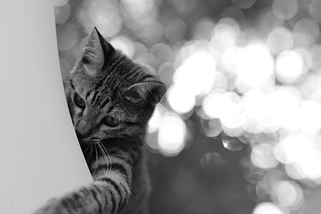 cat bokeh photography thumbnail