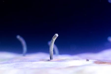 underwater worm thumbnail