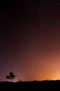 silhouette photo of tree during nighttime thumbnail