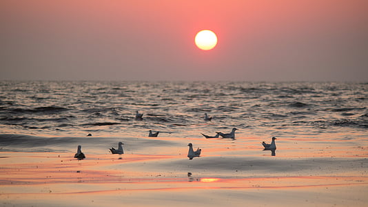 birds on body of water during golden hour thumbnail