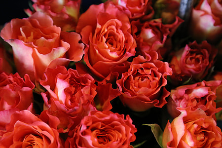 pink Roses thumbnail