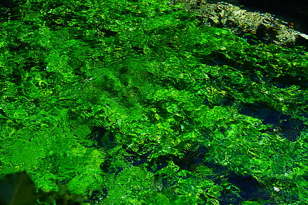 green algae plant thumbnail