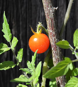 shallow focus photography of tomato fruit thumbnail