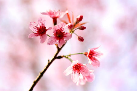 red and pink petal flower thumbnail
