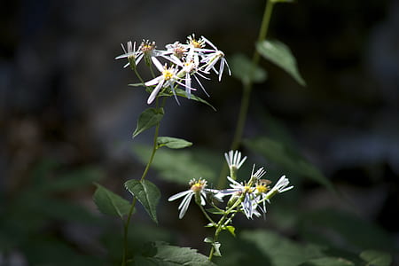 flowers, leaves, plants, flower thumbnail