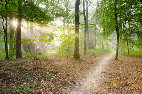 green trees in forest photography during daytime thumbnail