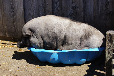 gray pig on blue plastic bowl thumbnail