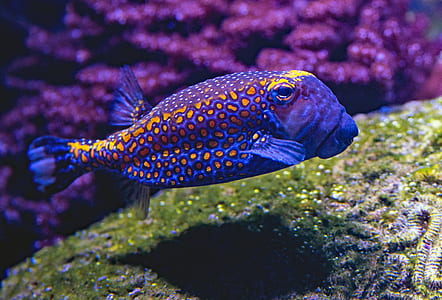 blue and orange pet fish thumbnail