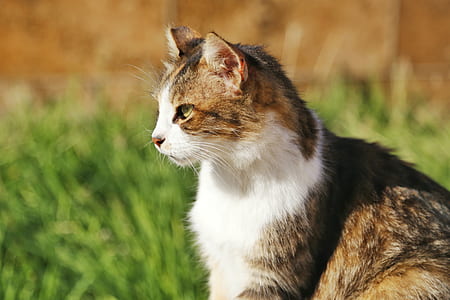 Photography of Brown and Black Cat thumbnail