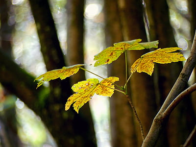 yellow leaf thumbnail