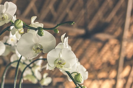 shallow focus photography of white flowers thumbnail