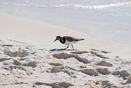 black and white killdeer bird standing on seashore thumbnail
