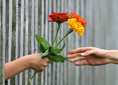 three red, yellow, and orange zinnia flowers being hand by child thumbnail