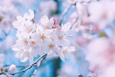 close-up photo of white Cherry Blossom thumbnail