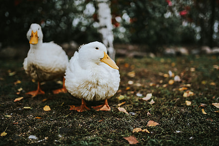 White ducks on the grass thumbnail