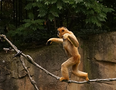 wildlife photograph of monkey walking on branch of tree thumbnail