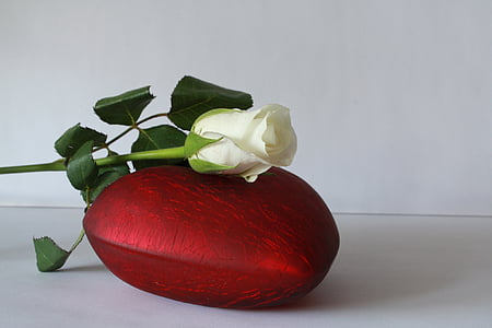 white rose thumbnail
