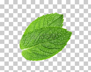 Peppermint Mentha spicata Water Mint Leaf, Pepermint , green mint leaves PNG clipart