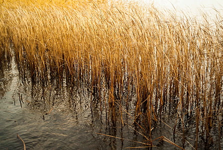 yellow field thumbnail