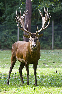 brown animal with big horn standing on green grass during daytime thumbnail