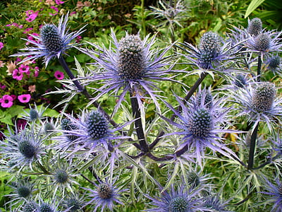 closeup photography of purple sea holly flowers thumbnail