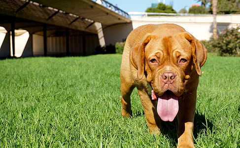 French mastiff puppy walking on lawn grass during daytime thumbnail