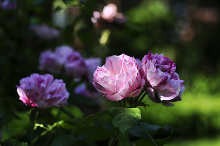 selective focus photo of pink petaled flowering plant thumbnail