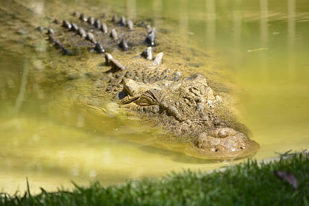 crocodile in water thumbnail