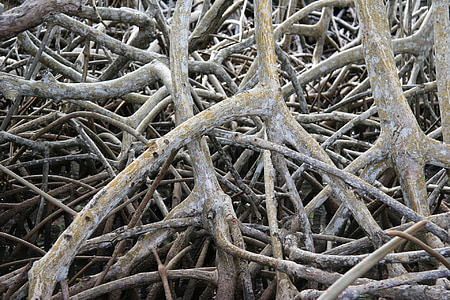 closeup photo of gray trunk lot thumbnail