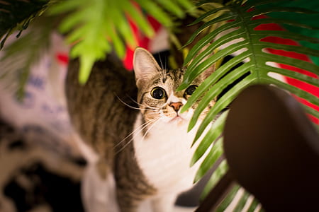 brown and white cat looking at the leaves thumbnail