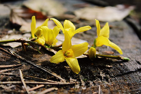 close-up photography of yellow 4-petaled flowers thumbnail