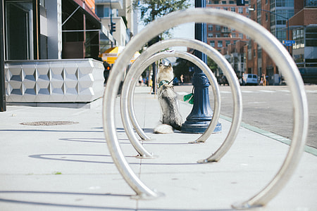 dog, ring, husky, bike rack thumbnail