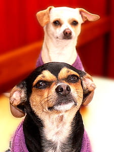 closeup view of two adult smooth Chihuahuas thumbnail