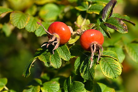 shallow focus photography of red tomatoes thumbnail