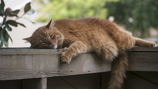 orange tabby cat on brown wooden railing thumbnail