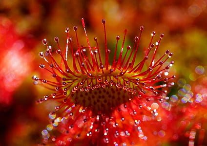 macro photography of red flower stamens thumbnail
