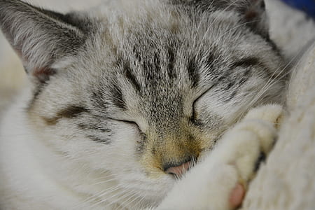 gray and white cat lying on white textile thumbnail